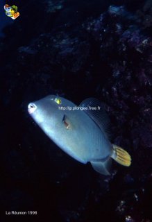 Divers
