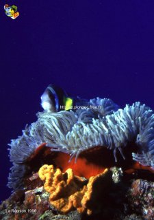 Divers