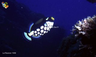 Divers