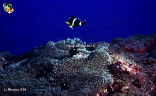Divers