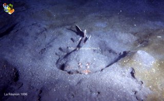 Divers