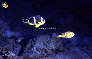 Divers