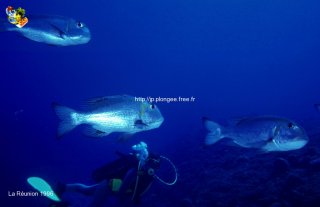 Divers