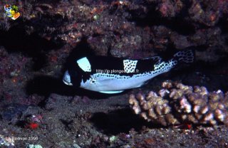 Divers
