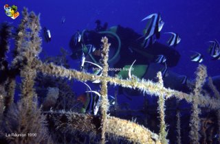 Divers