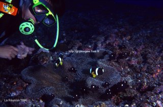 Divers