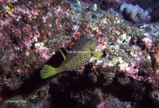 Divers