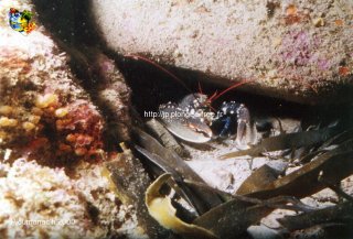 web-homard_2