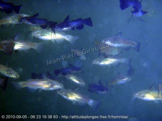 Hommes dimanche 5 septembre 2010 12:50:06 