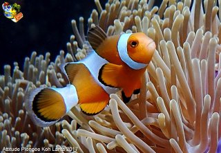 web-koh_lanta-2017-02-23-05h11m42-1