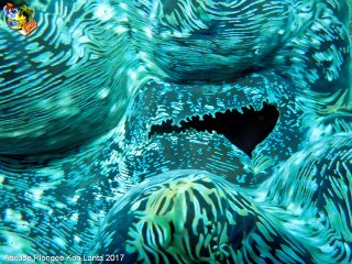 web-koh_lanta-2017-02-23-08h06m07