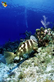 web-little_cayman-2007-ssm-0080