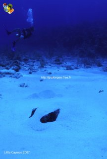 web-little_cayman-2007-ssm-0115