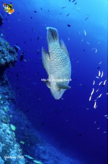 Maldives