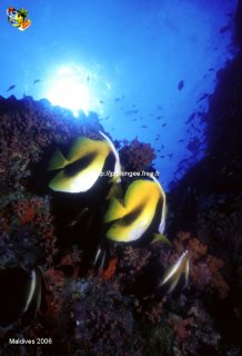 Maldives