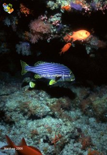 Maldives