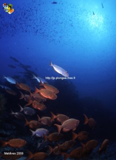 Maldives