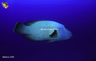 Maldives