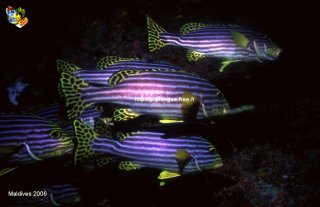 Maldives