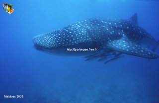 Maldives
