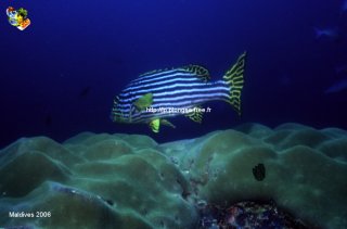 Maldives