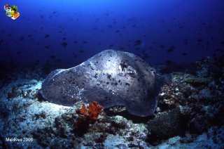 Maldives