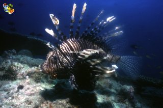 Maldives