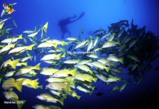 web-maldives-ssm-2006-0120