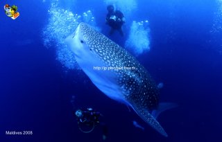 Maldives