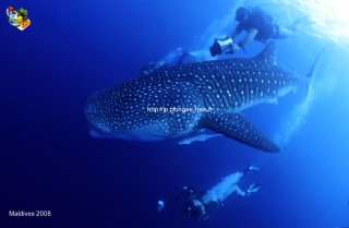 Maldives