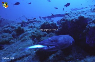web-mallorca-ssm-2004-0005
