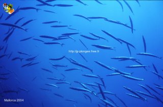 web-mallorca-ssm-2004-0021