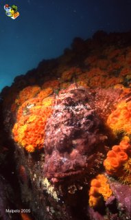 Malpelo mercredi 31 décembre 1969 18:00:00 