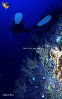 Malpelo mercredi 31 décembre 1969 18:00:00 