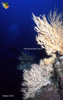Malpelo mercredi 31 décembre 1969 18:00:00 