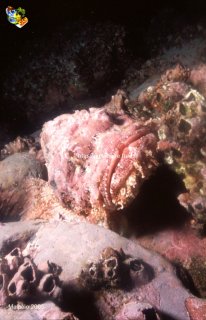 Malpelo mercredi 31 décembre 1969 18:00:00 