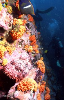 Malpelo mercredi 31 décembre 1969 18:00:00 