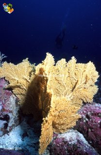 Malpelo mercredi 31 décembre 1969 18:00:00 