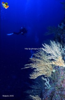 Malpelo mercredi 31 décembre 1969 18:00:00 