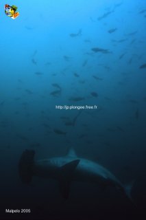 Malpelo mercredi 31 décembre 1969 18:00:00 