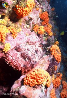 Malpelo mercredi 31 décembre 1969 18:00:00 