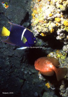 Malpelo mercredi 31 décembre 1969 18:00:00 