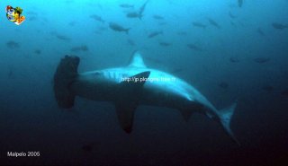 Malpelo mercredi 31 décembre 1969 18:00:00 