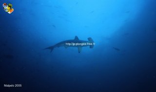 Malpelo mercredi 31 décembre 1969 18:00:00 