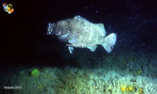 Malpelo mercredi 31 décembre 1969 18:00:00 