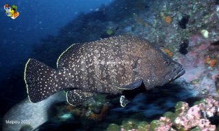 Malpelo mercredi 31 décembre 1969 18:00:00 