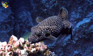 Malpelo mercredi 31 décembre 1969 18:00:00 