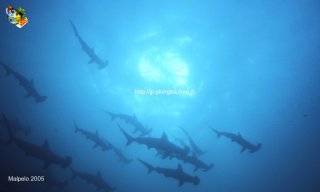 Malpelo mercredi 31 décembre 1969 18:00:00 
