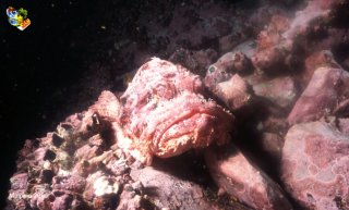 Malpelo mercredi 31 décembre 1969 18:00:00 
