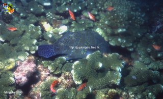 Malpelo mercredi 31 décembre 1969 18:00:00 